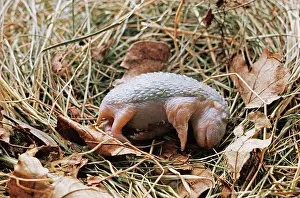 Elizabeth Bomford: NEWBORN HEDGEHOG