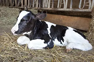 Housing: Newborn Holstein calf lying in the straw France