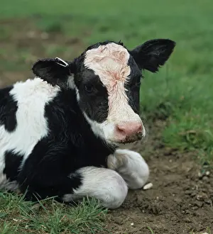 Birth: Newborn Holstein Friesian calf