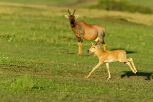 Topi: newborn few hours after birth