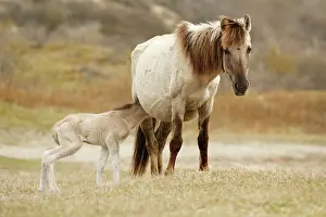 Nurturing: Horse