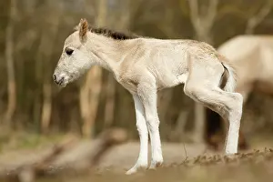 Fragile: Horse