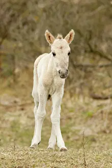 Fragile: Horse