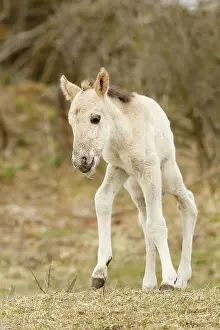Fragile: Horse