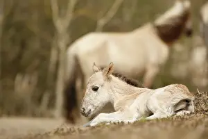 Relaxing: Horse