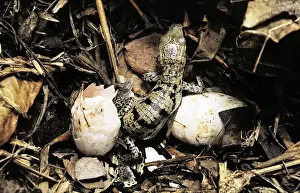 Emerge: Newborn Morelet's Crocodile