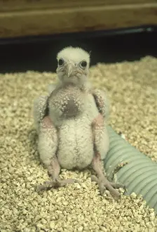 Peregrinus: Newborn Peregrine Falcon