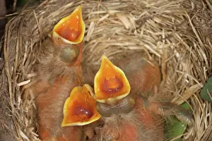 Breast: Newborn Robin Nestlings
