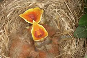 Breast: Newborn Robin Nestlings