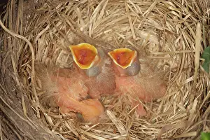 Breast: Newborn Robin Nestlings