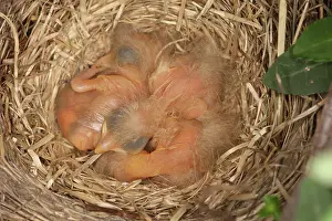 Breast: Newborn Robin Nestlings