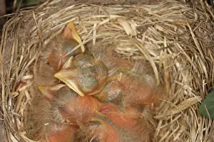 Breast: Newborn Robin Nestlings
