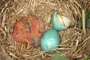 Breast: Newborn Robin Nestlings