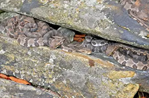 Carbon: Newborn Timber Rattlesnakes