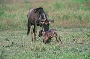 Struggling: Newborn Widebeest - young struggling to feet with