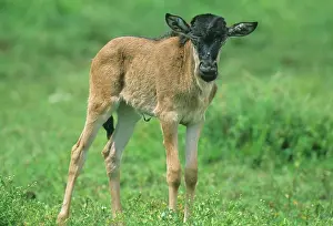 Youth: Newborn Wildebeest, (Connochaetes taurinus)
