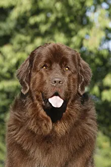 Stick: Newfoundland bitch, brown, 5 years, animal portrait