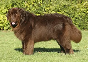 Bitch: Newfoundland bitch, brown, 5 years, standing on