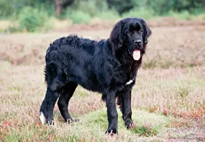 Newfoundlands: NEWFOUNDLAND DOG