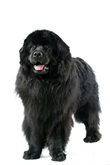 Newfoundlands: Newfoundland Dog