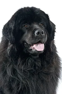 Newfoundlands: Newfoundland Dog