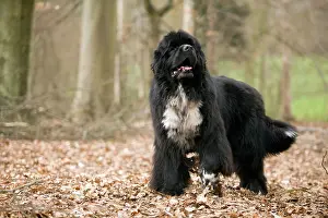 Newfoundlands: Newfoundland Dog