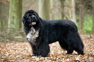 Newfoundlands: Newfoundland Dog