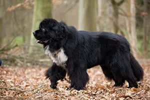 Newfoundlands: Newfoundland Dog