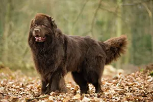 Newfoundlands: Newfoundland Dog