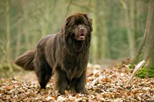 Newfoundlands: Newfoundland Dog