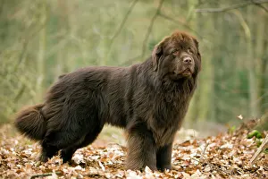 Newfoundlands: Newfoundland Dog