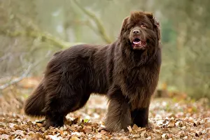 Newfoundlands: Newfoundland Dog