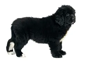 Newfoundlands: Newfoundland Dog