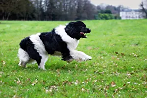 Newfoundlands: Newfoundland Dog