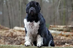 Newfoundlands: Newfoundland Dog