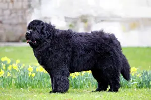 Newfoundlands: Newfoundland Dog