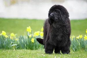 Newfoundlands: Newfoundland Dog