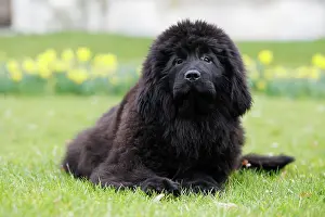 Newfoundlands: Newfoundland Dog