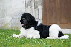 Newfoundlands: Newfoundland Dog