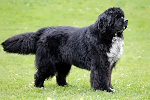 Newfoundlands: Newfoundland Dog