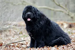 Newfoundlands: Newfoundland Dog