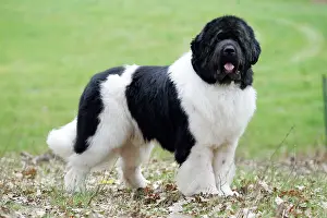Newfoundlands: Newfoundland Dog