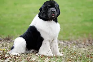 Newfoundland: Newfoundland Dog