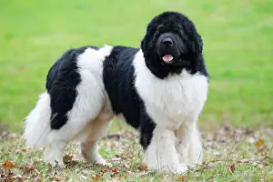 Newfoundland: Newfoundland Dog