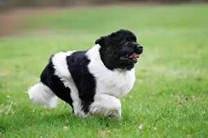 Newfoundland: Newfoundland Dog