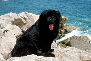Newfoundland: NEWFOUNDLAND DOG
