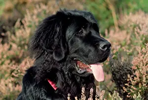 Newfoundland: Newfoundland Dog