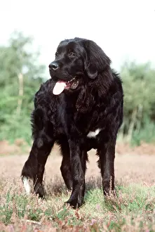 Newfoundland: NEWFOUNDLAND DOG