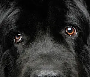 Faithfulness: Newfoundland dog, close up Newfoundland Dog, Close