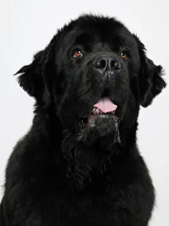 Glancing: Newfoundland dog, portrait Newfoundland Dog, Close